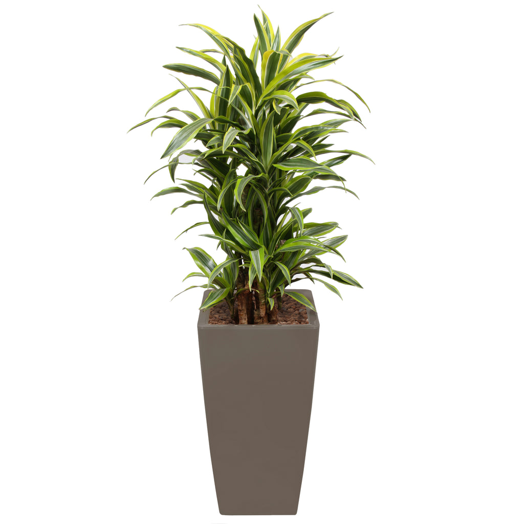 Dracaena Fragrans Gold Coast in Taupe square Ritz
