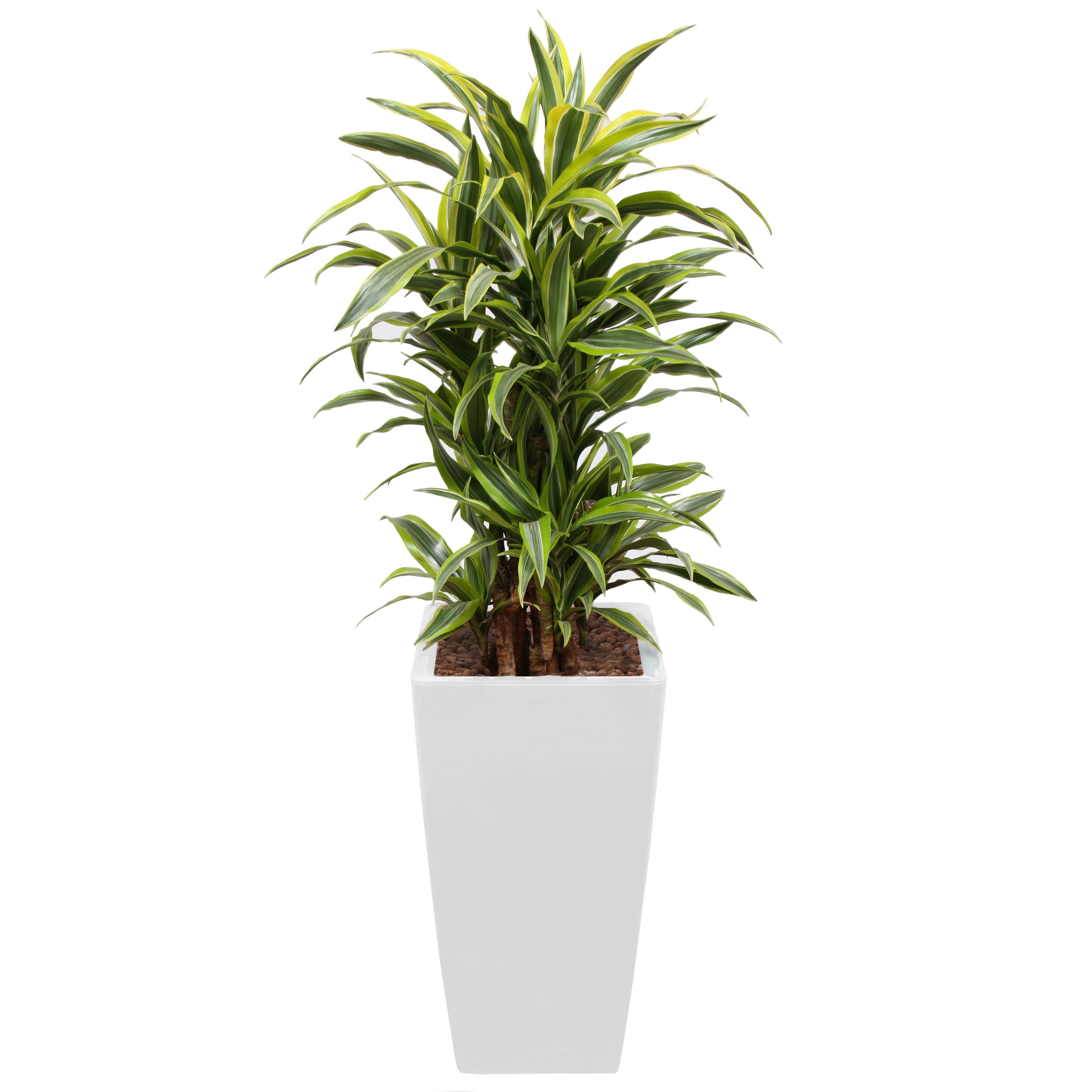 Dracaena Fragrans Gold Coast in white square Ritz