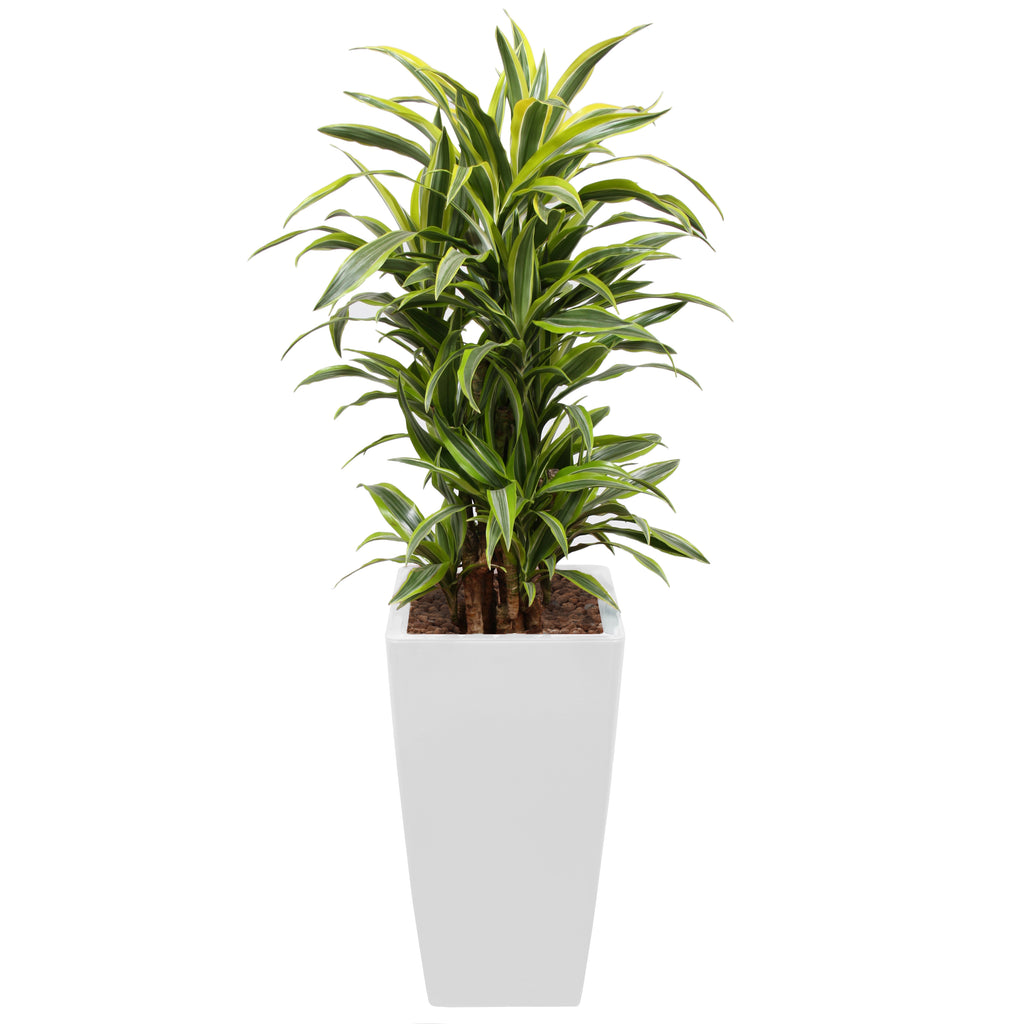 Dracaena Fragrans Gold Coast in white square Ritz