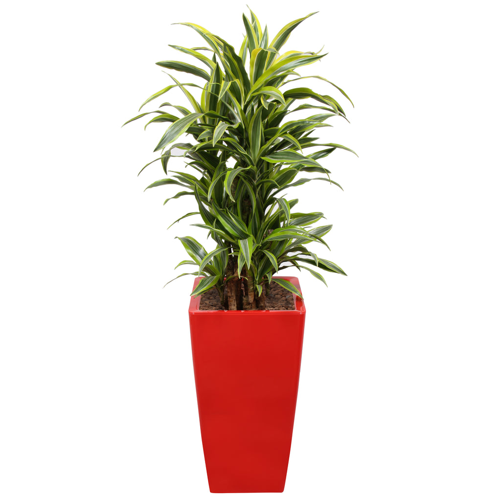 Dracaena Fragrans Gold Coast in square red Ritz