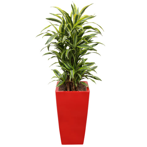 Dracaena Fragrans Gold Coast in square red Ritz
