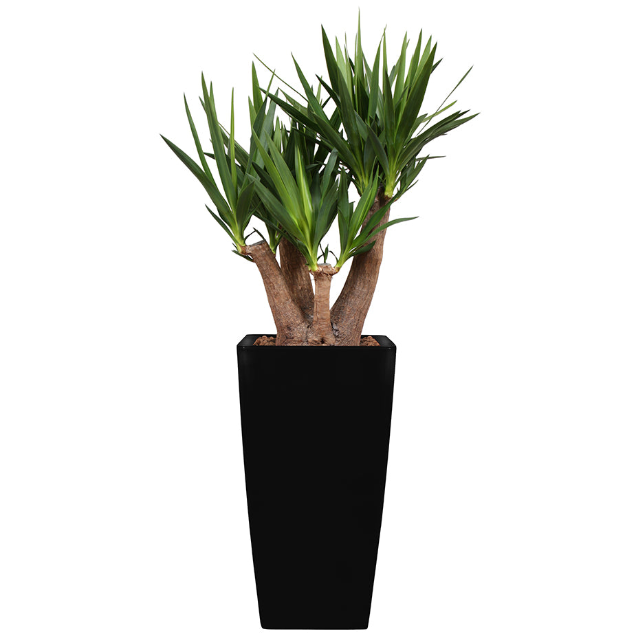 Yucca branched in black Square Ritz container 