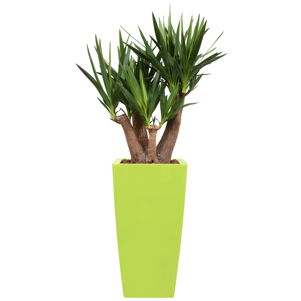 Yucca branched in Lime green Square Ritz container 