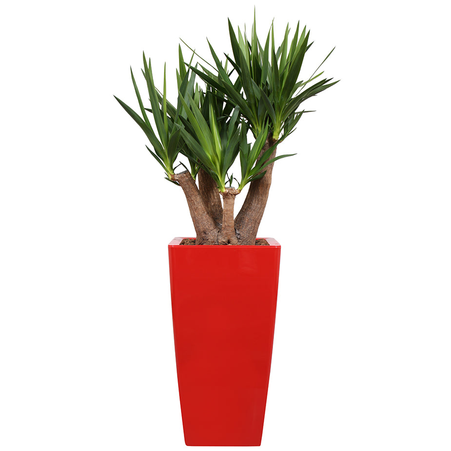 Yucca branched in red Square Ritz container 