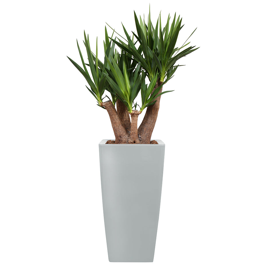 Yucca branched in silver Square Ritz container 