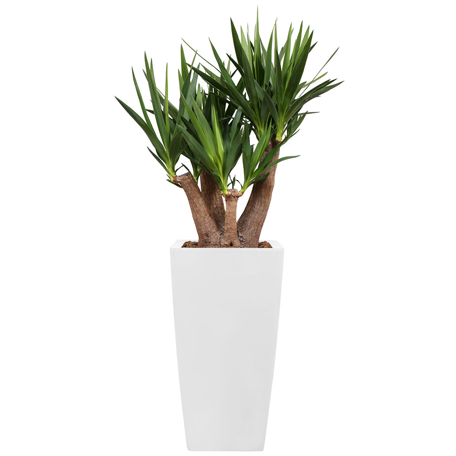 Yucca branched in white Square Ritz container 