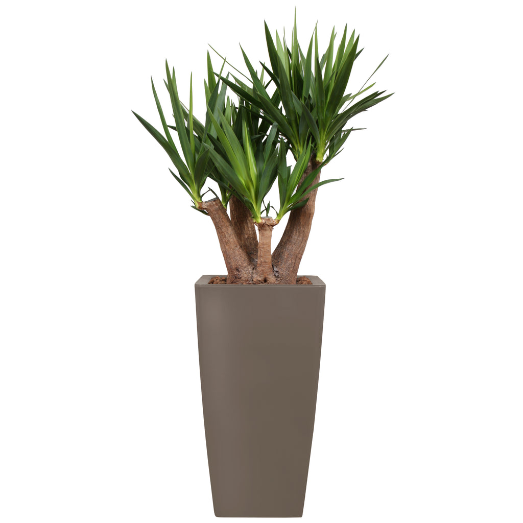 Yucca branched in Taupe square Ritz container 