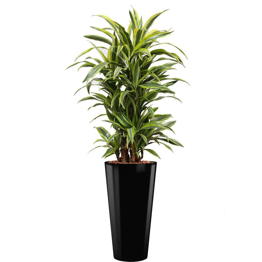 Dracaena Fragrans Gold Coast in black round Potz