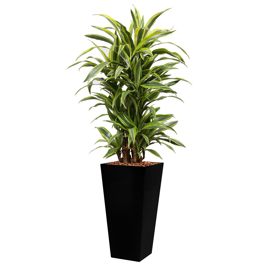 Dracaena Fragrans Gold Coast in black square Potz