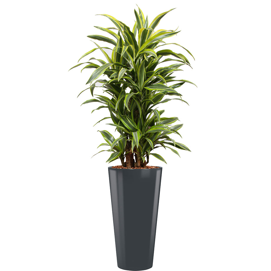 Dracaena Fragrans Gold Coast in anthracite round Potz
