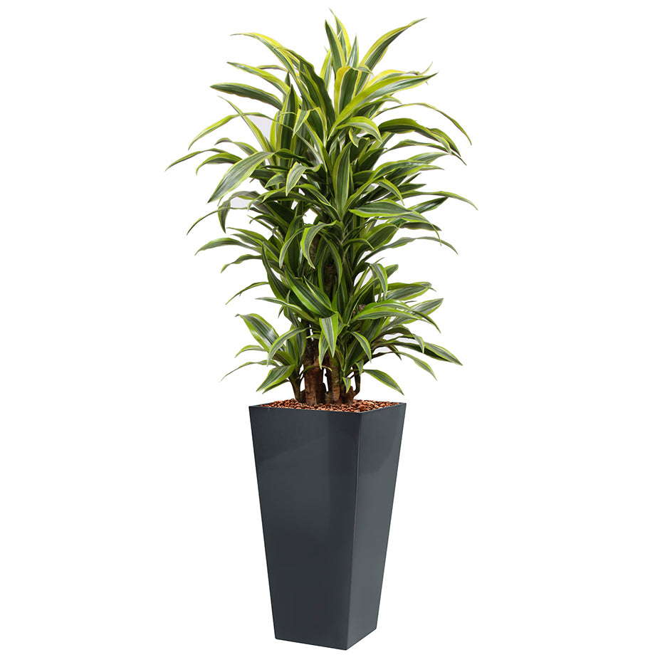 Dracaena Fragrans Gold Coast in anthracite square Potz
