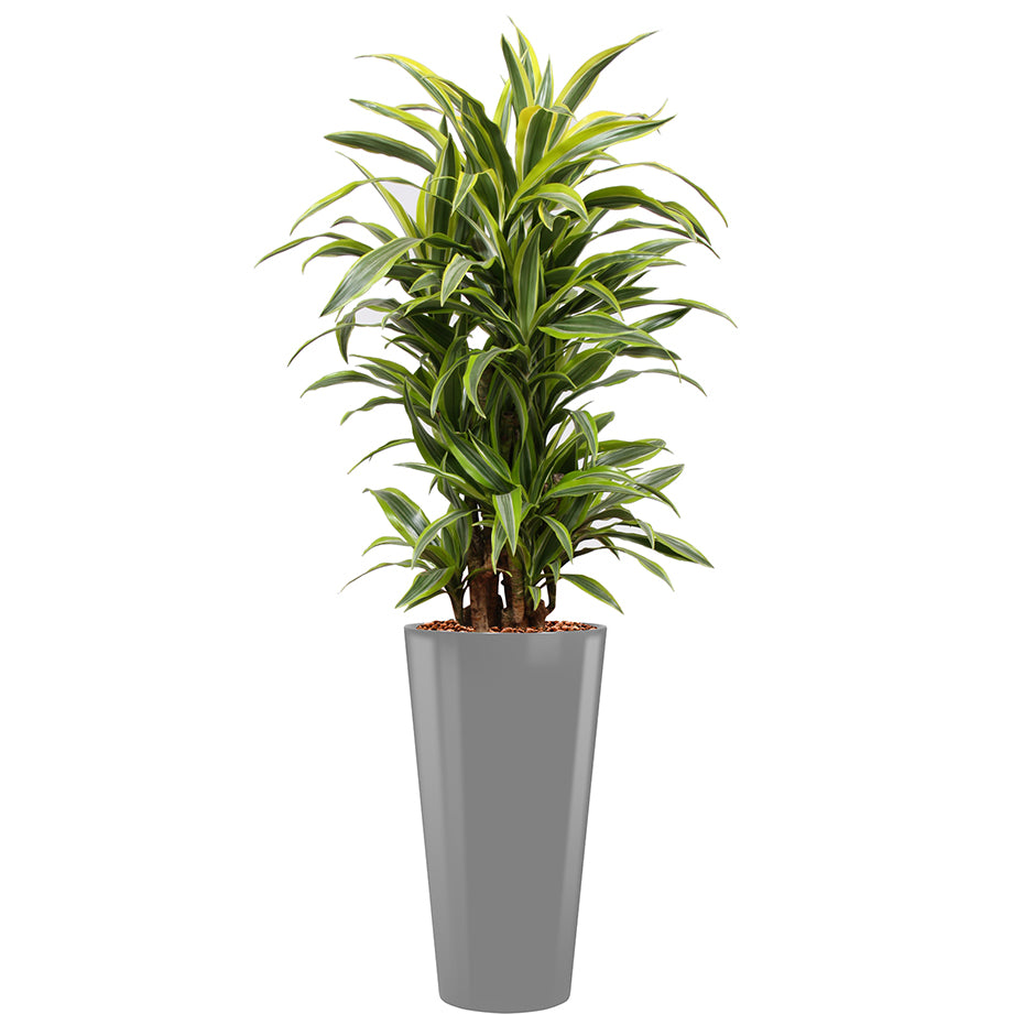 Dracaena Fragrans Gold Coast in silver round Potz