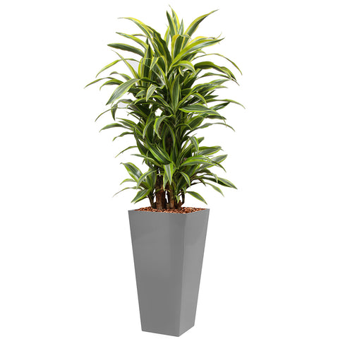 Dracaena Fragrans Gold Coast in silver square potz