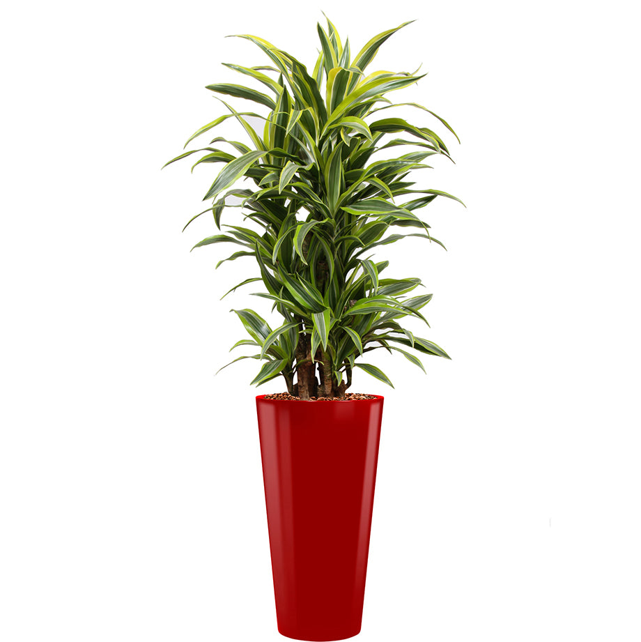 Dracaena Fragrans Gold Coast in red round potz