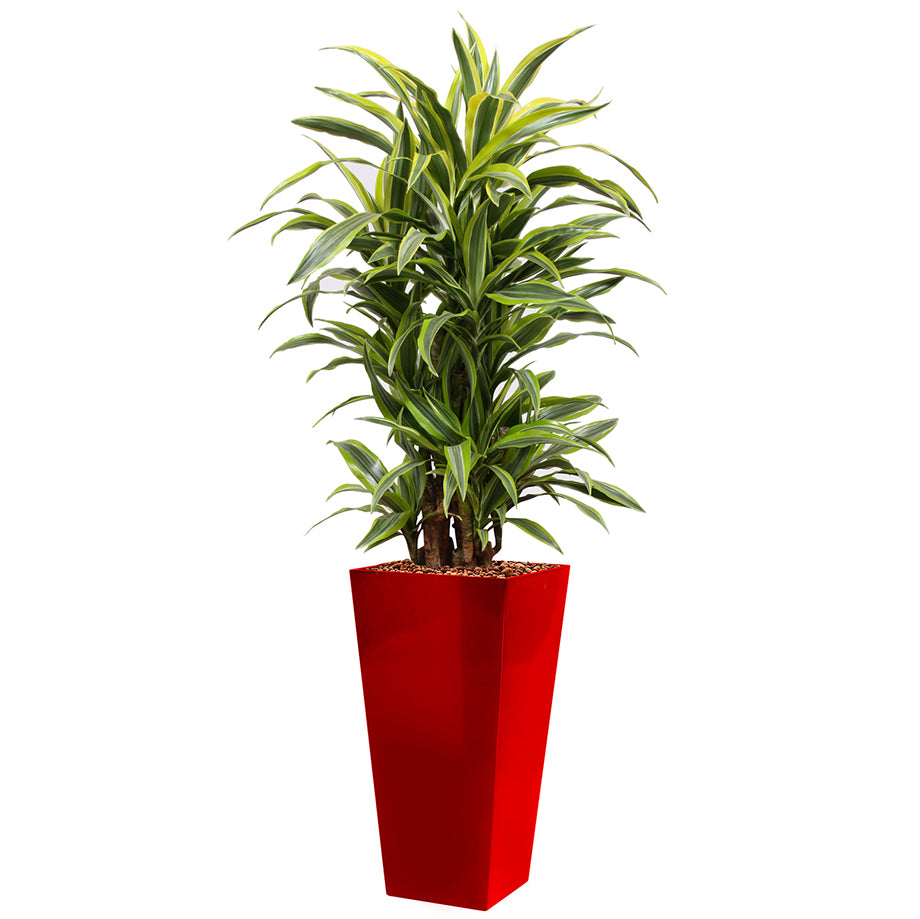 Dracaena Fragrans Gold Coast in red square Potz