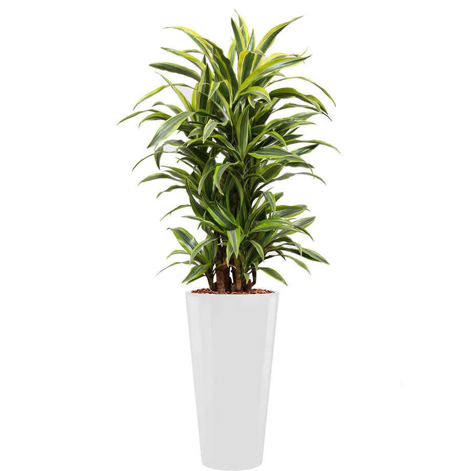 Dracaena Fragrans Gold Coast in white round Potz