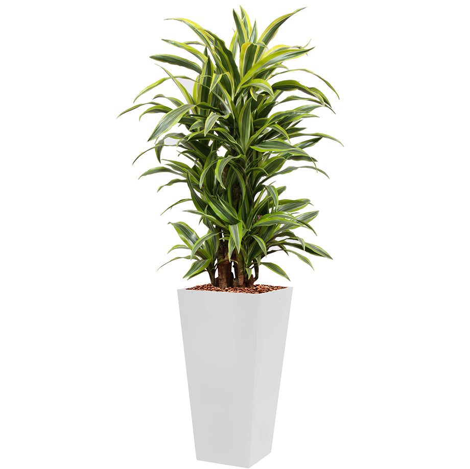 Dracaena Fragrans Gold Coast in white square Potz