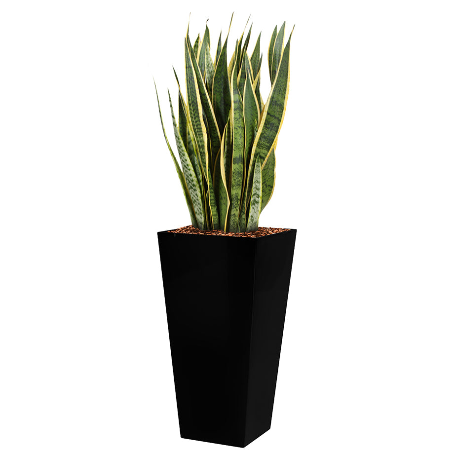 Sansevieria laurentii  in black Square Potz container 