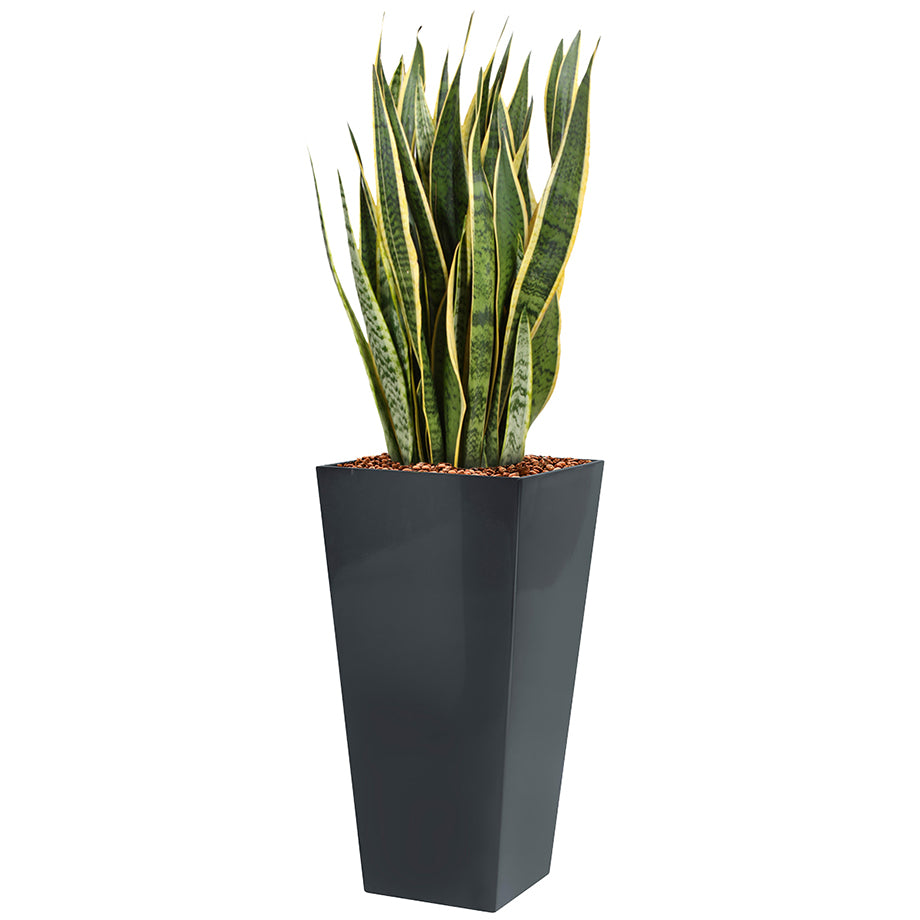 Sansevieria laurentii  in Anthracite Square Potz container 