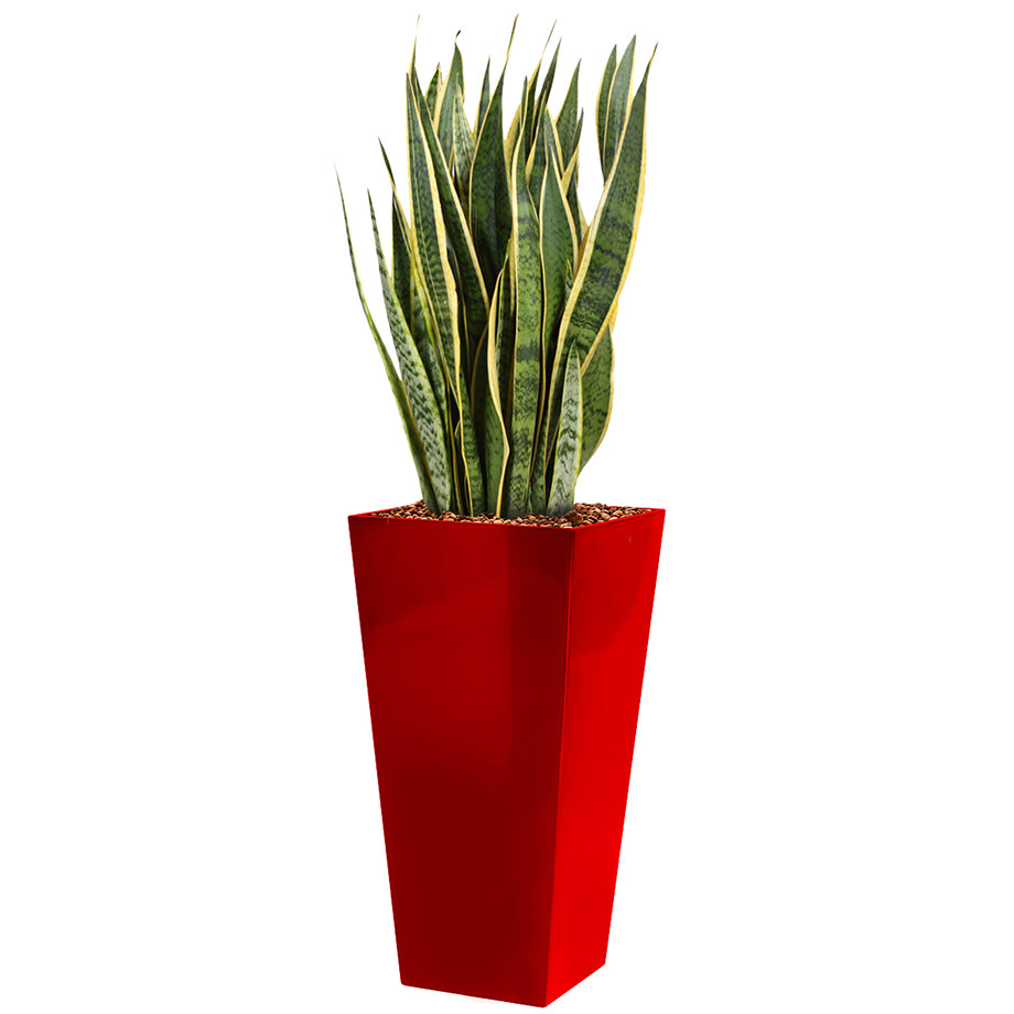 Sansevieria laurentii  in red Square Potz container 