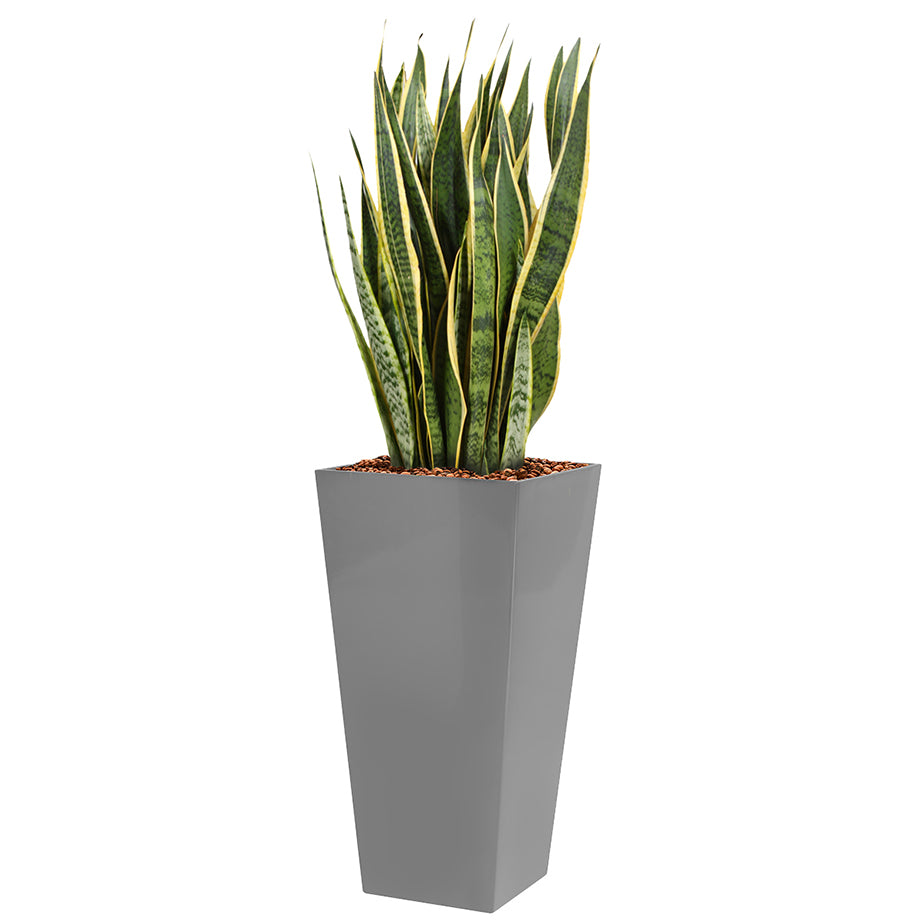 Sansevieria laurentii  in silver Square Potz container 