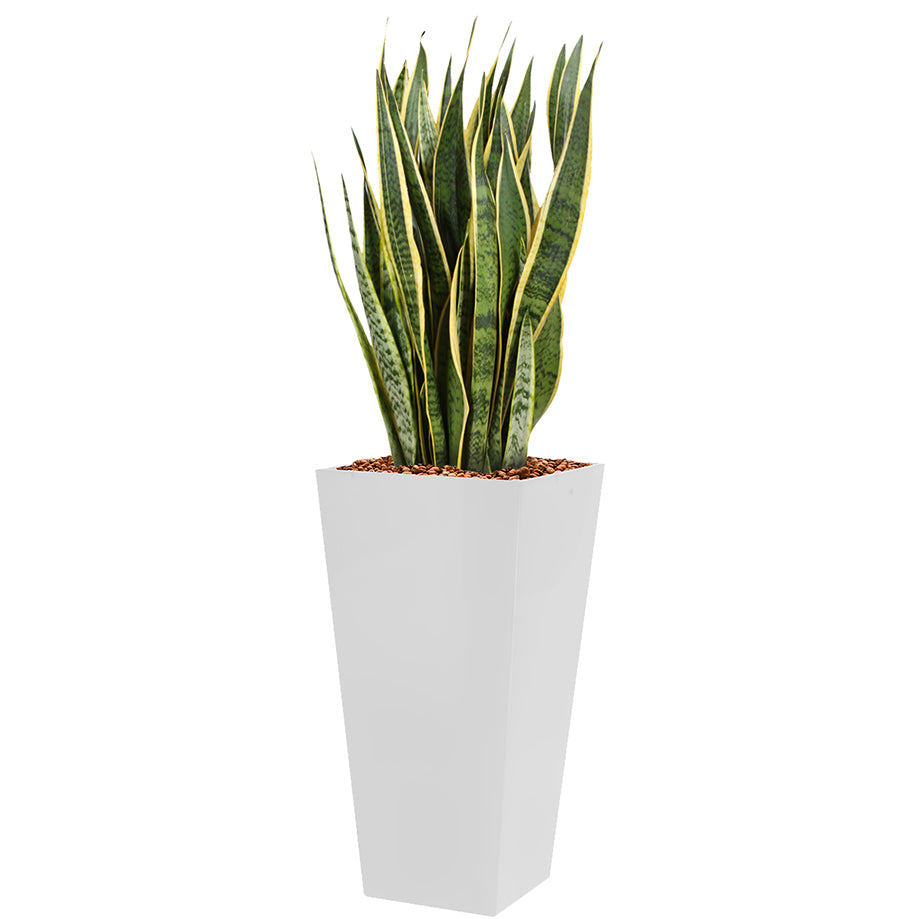 Sansevieria laurentii  in white Square Potz container 