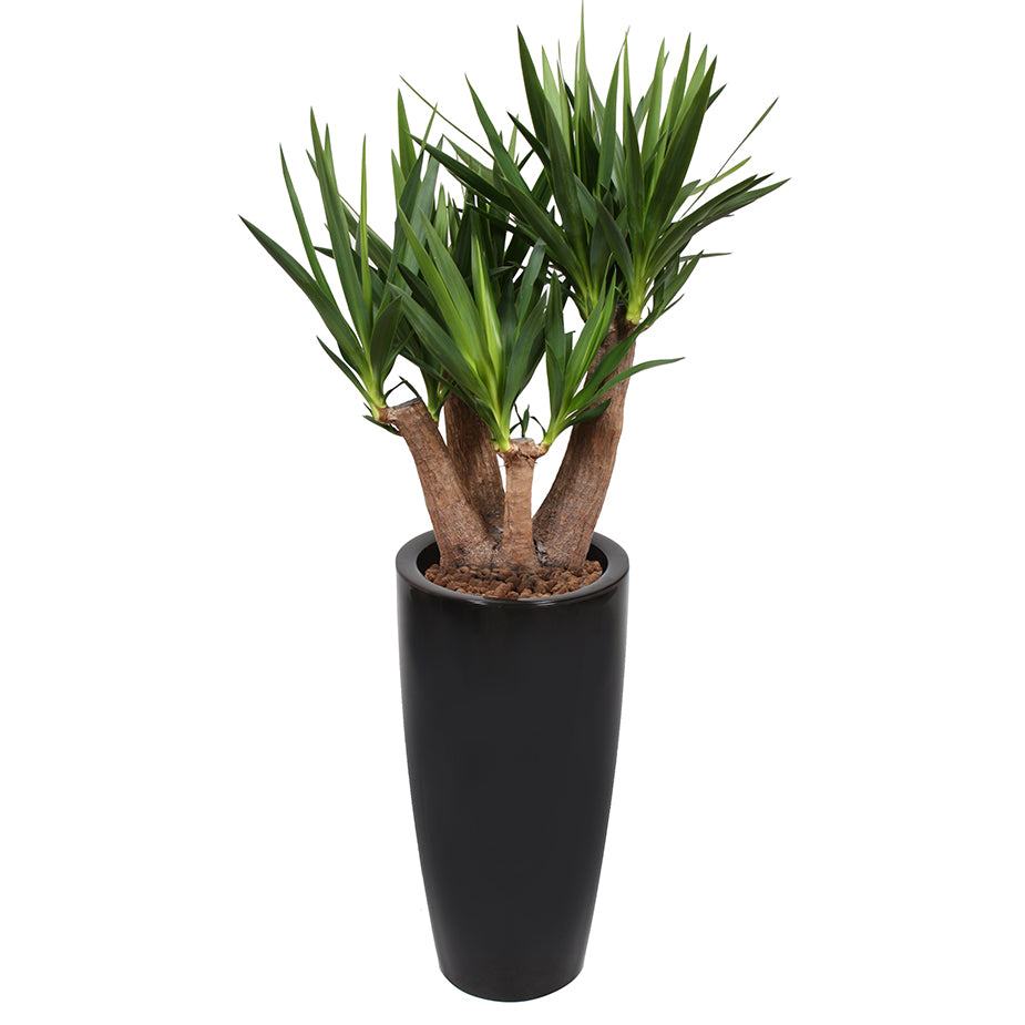 Yucca branched in Black round Ritz container 