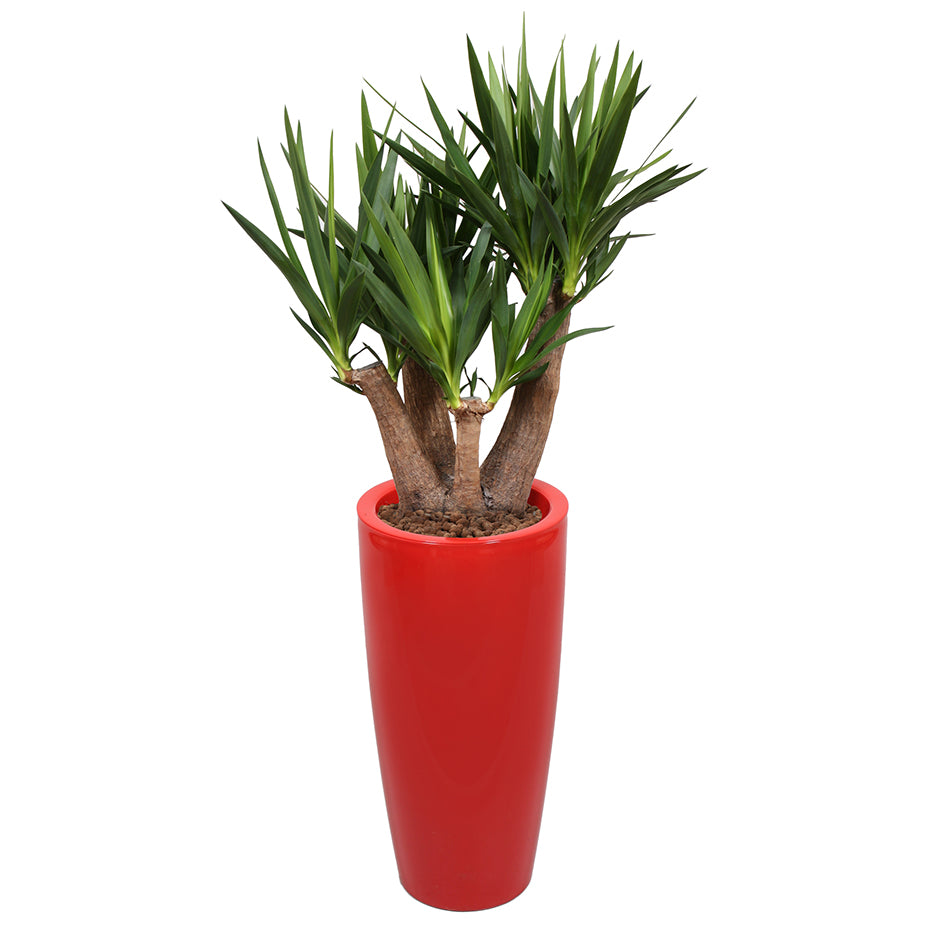 Yucca branched in Red round Ritz container 