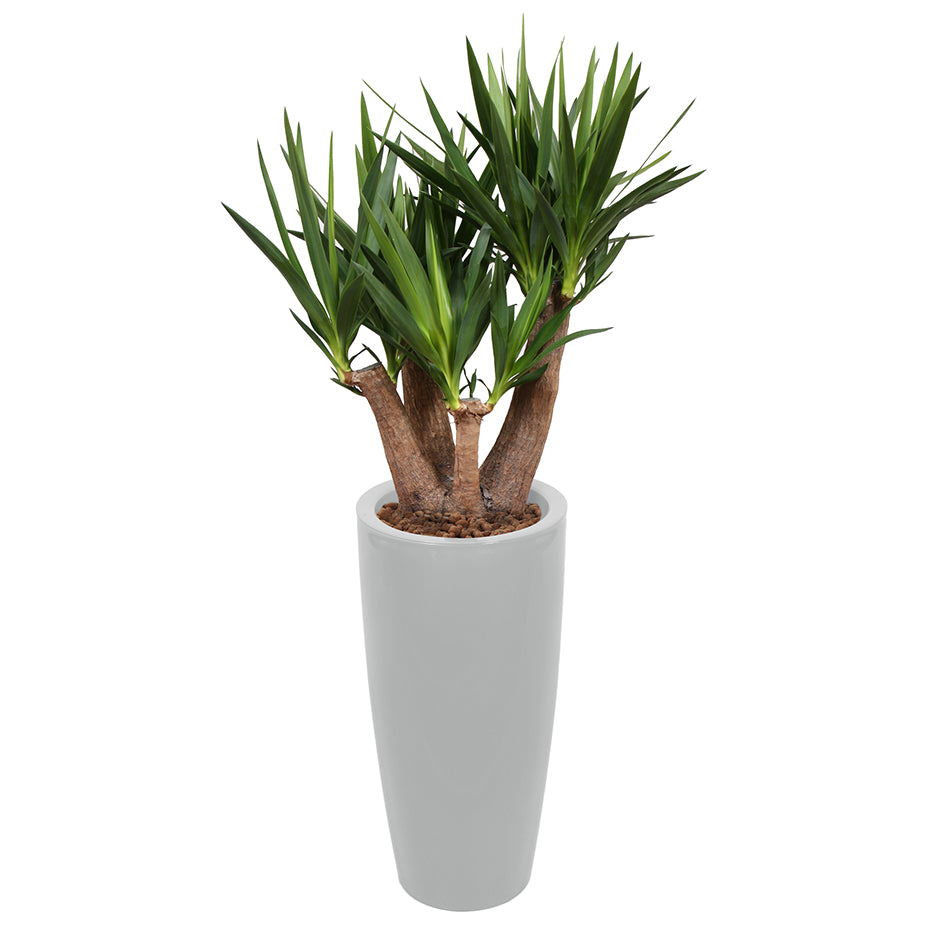 Yucca branched in silver round Ritz container 