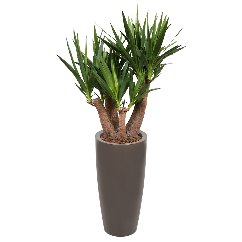Yucca branched in Taupe round Ritz container 