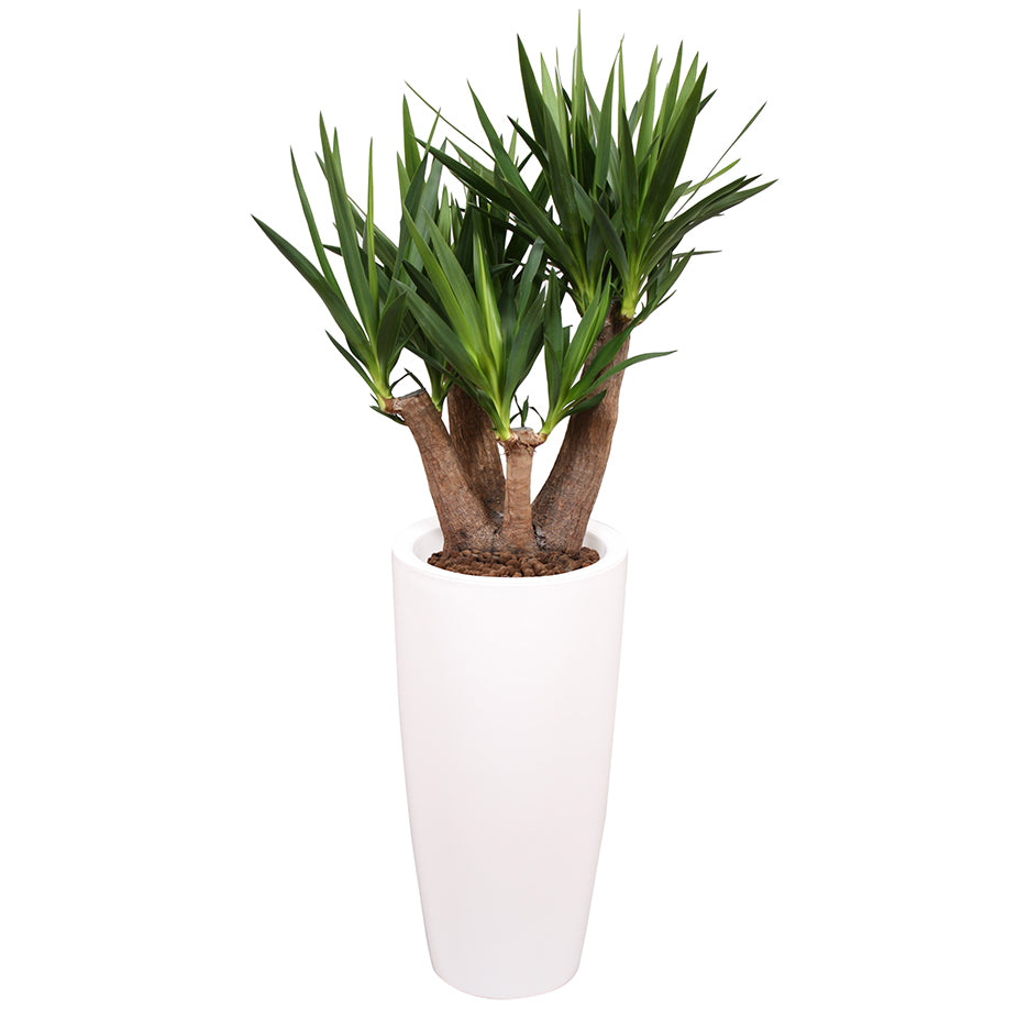 Yucca branched in white round Ritz container 