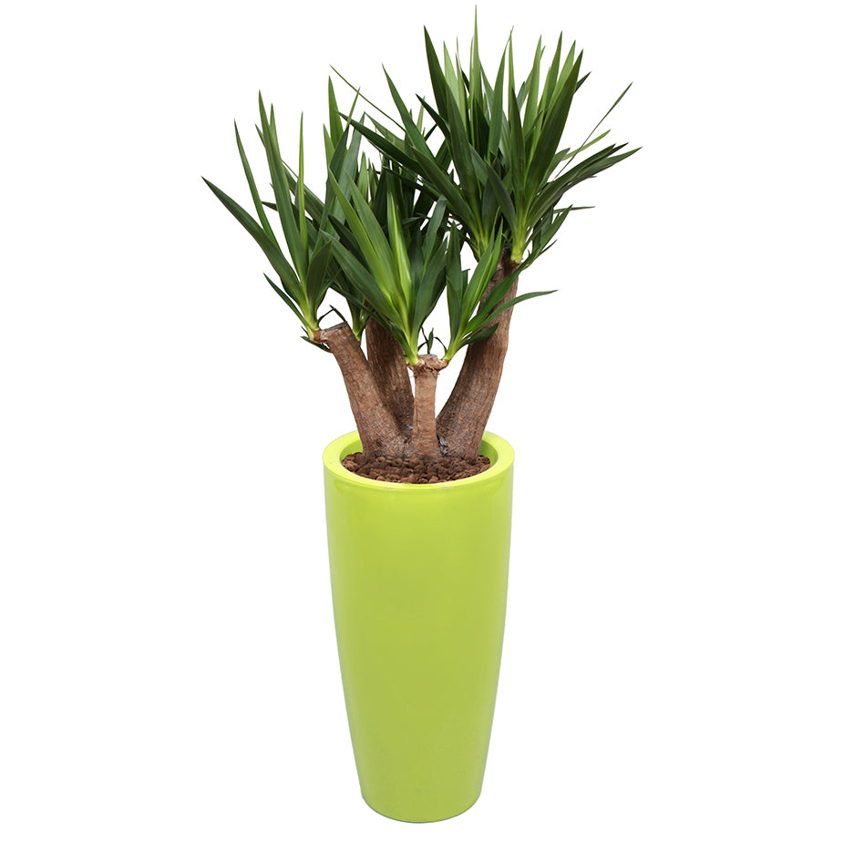 Yucca branched in Lime green round Ritz container 