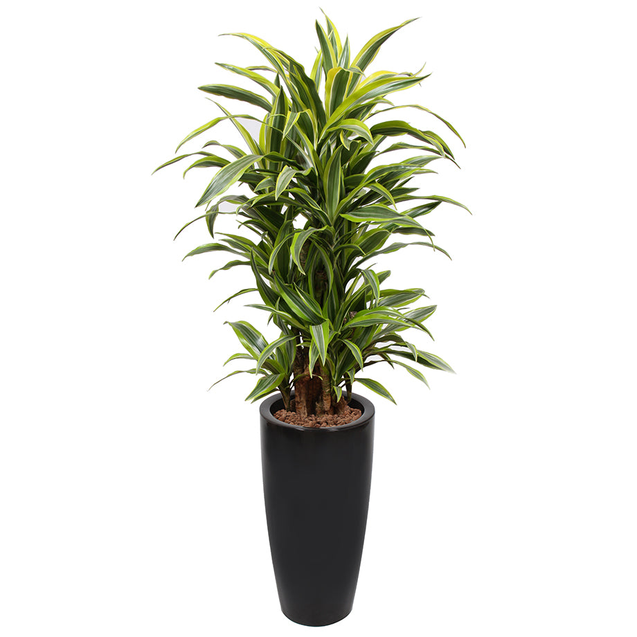 Dracaena Fragrans Gold Coast in black round Ritz container