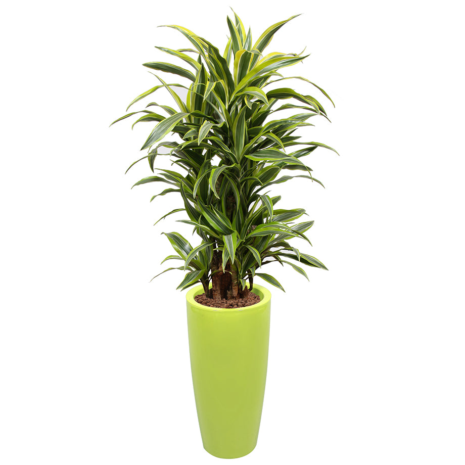 Dracaena Fragrans Gold Coast in black round lime green round Ritz container