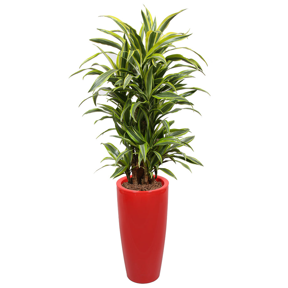 Dracaena Fragrans Gold Coast in black round red round Ritz container
