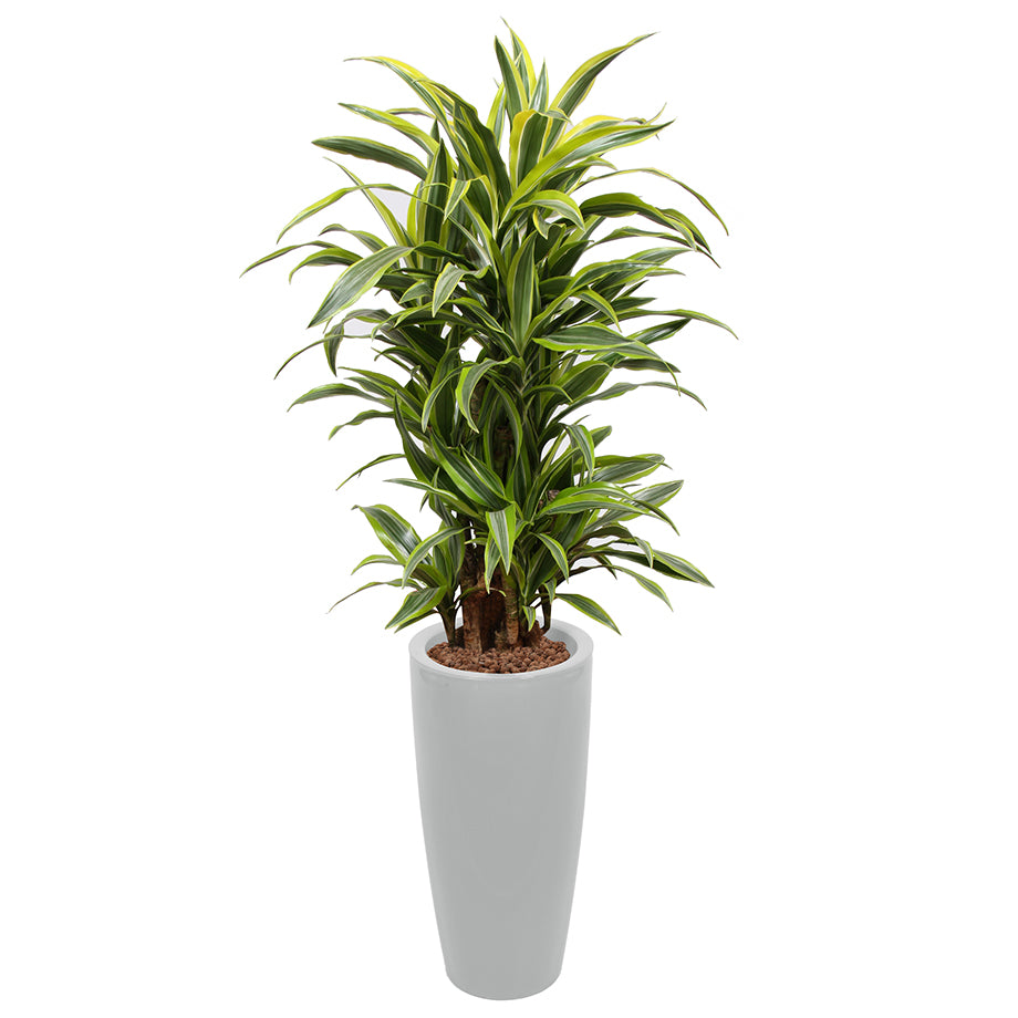 Dracaena Fragrans Gold Coast in silver round Ritz container