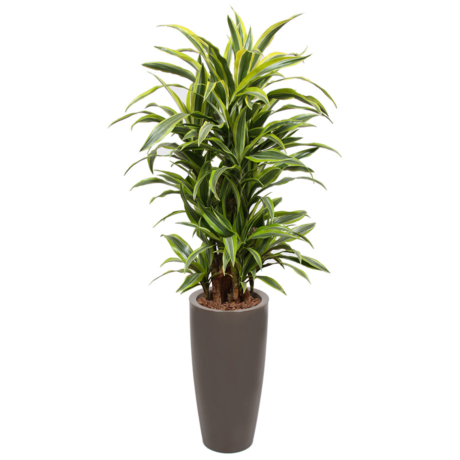 Dracaena Fragrans Gold Coast in Taupe Ritz container