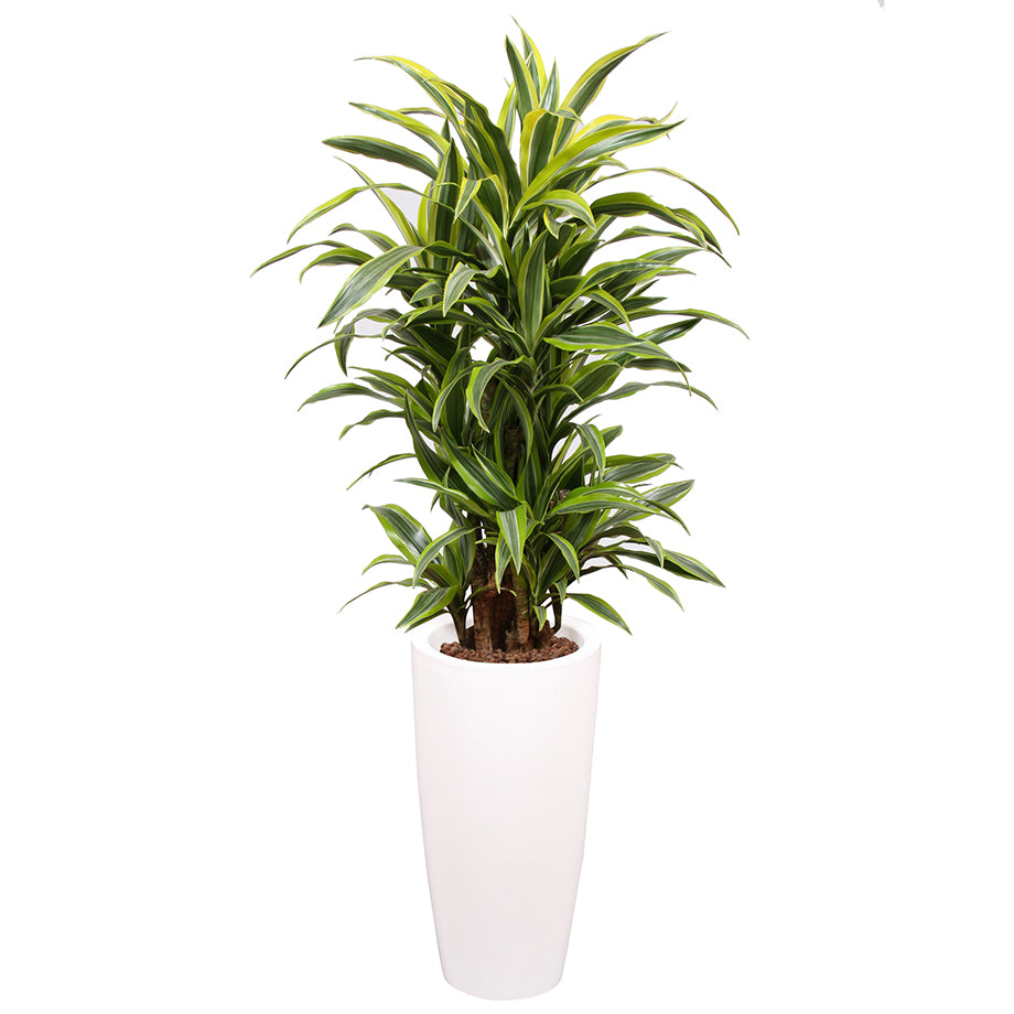 Dracaena Fragrans Gold Coast in white Ritz container