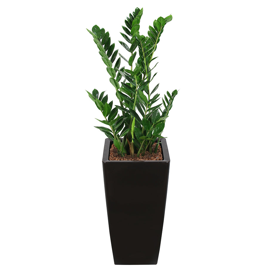 Zamia complete in black square RITZ container