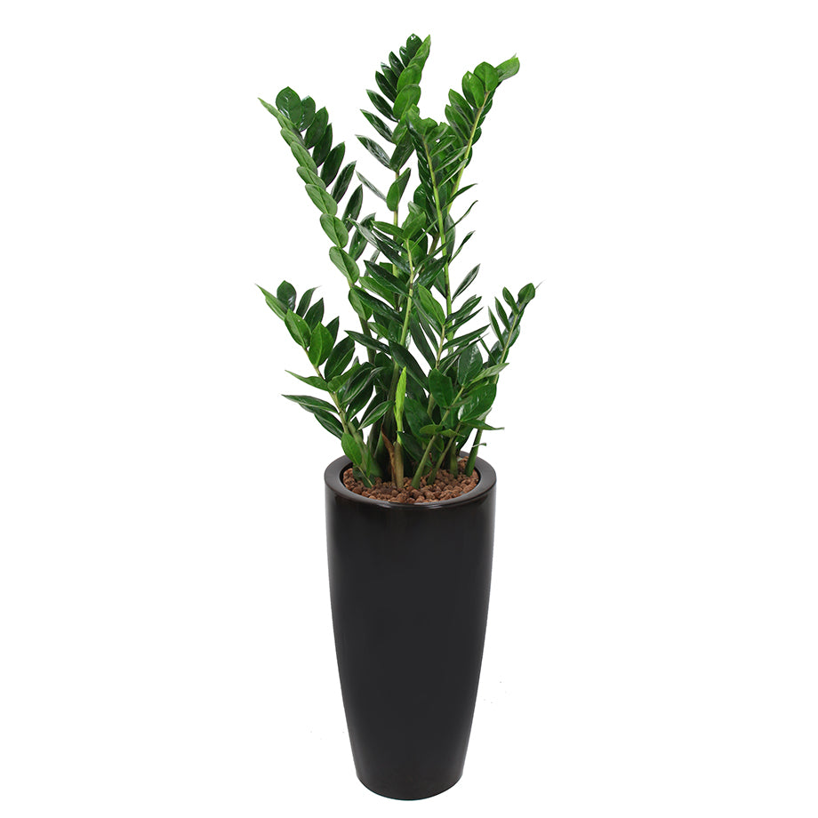 Zamia complete in black round RITZ container