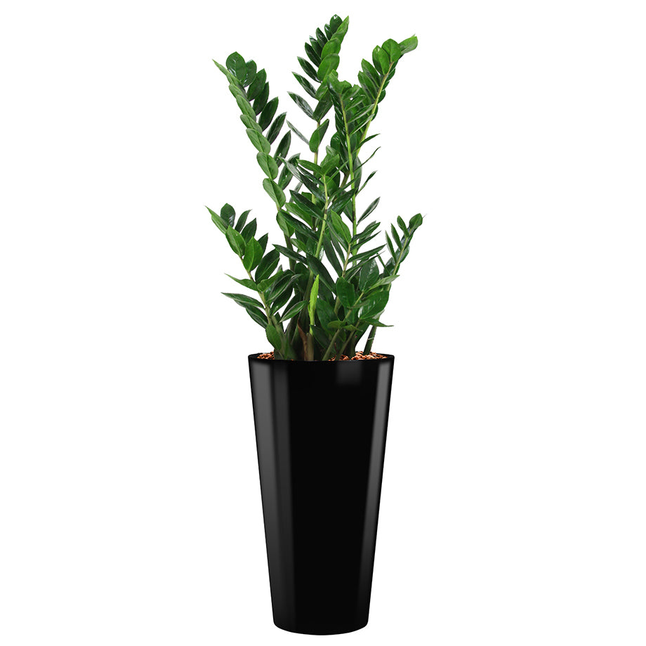 Zamia in black round Potz container