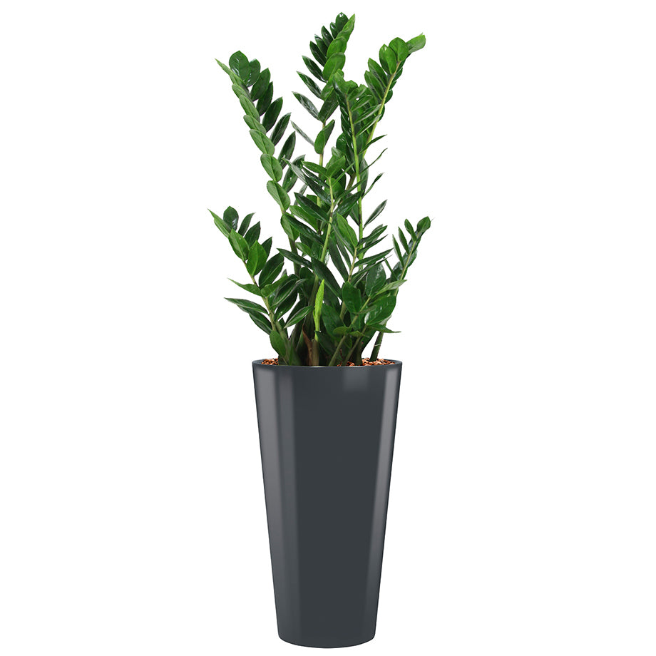 Zamia in anthracite round Potz container