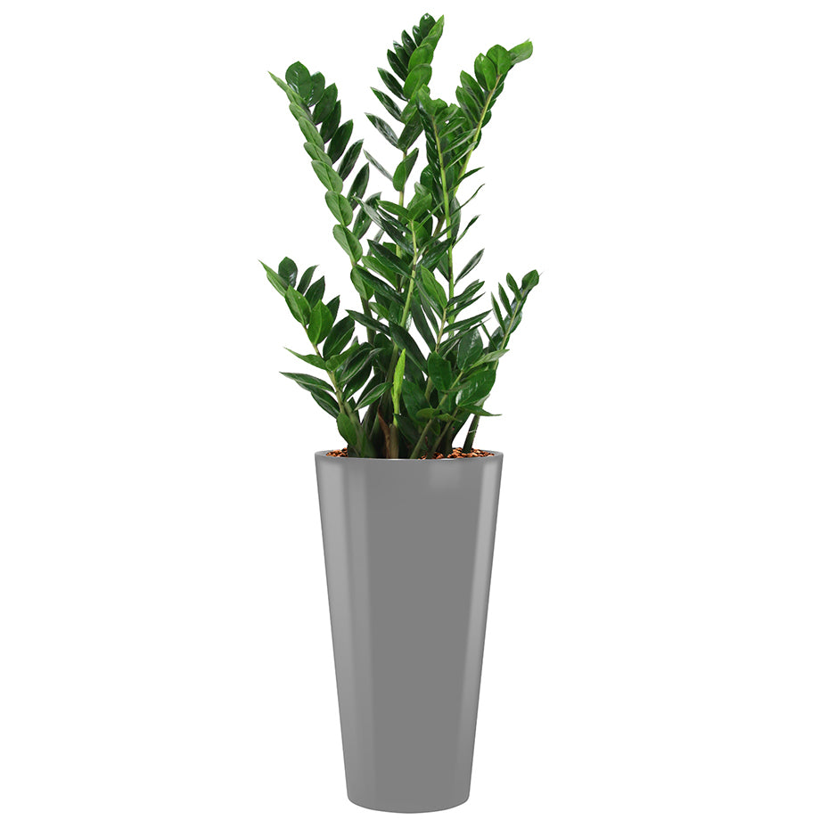 Zamia in silver round Potz container