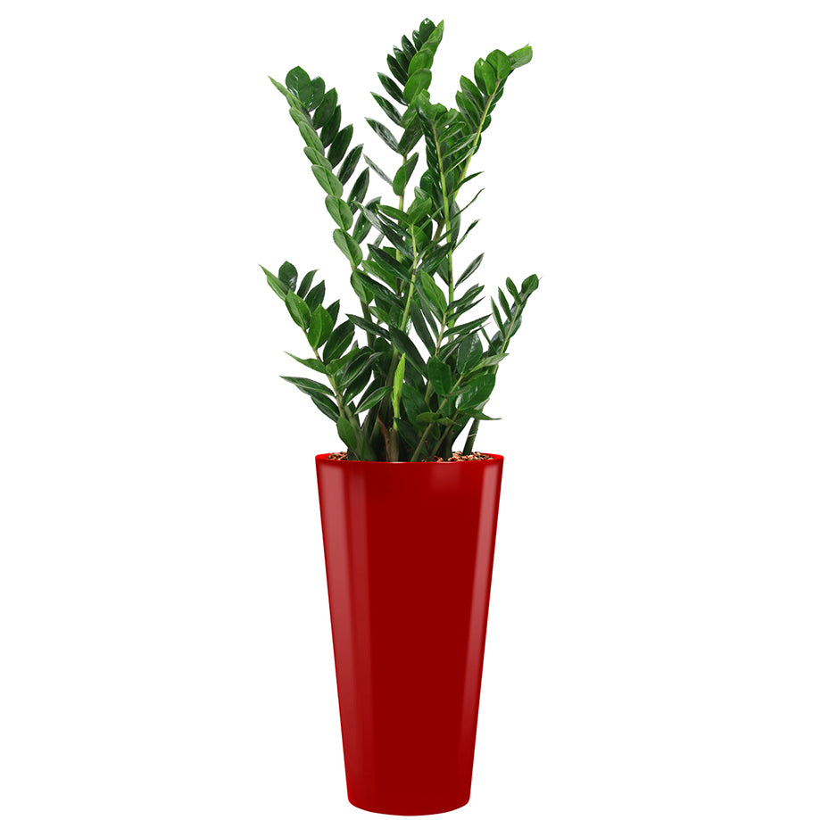 Zamia in red round Potz container