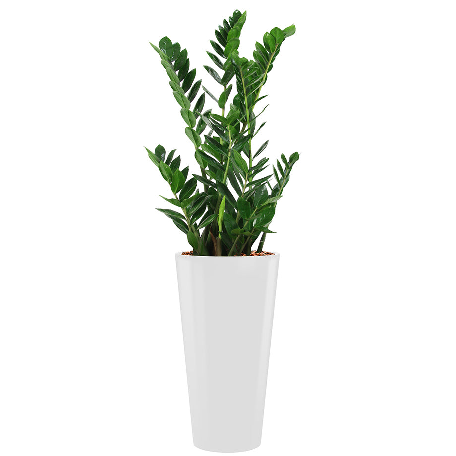 Zamia in white round Potz container