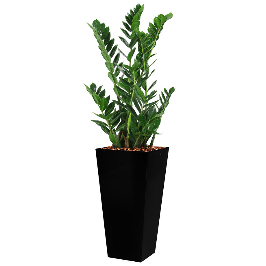 Zamia in black square Potz container