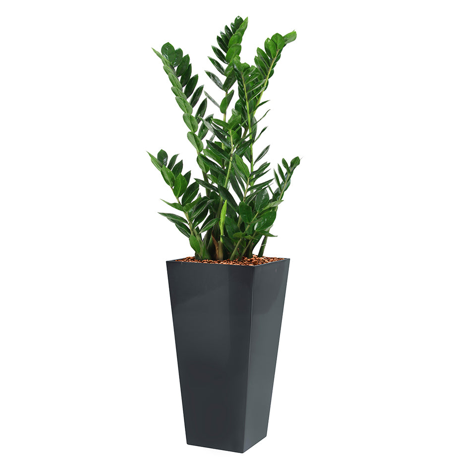 Zamia in square anthracite Potz container
