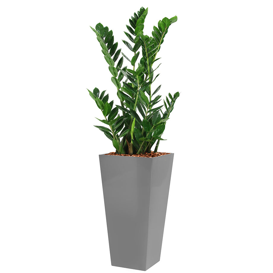 Zamia in silver square Potz container