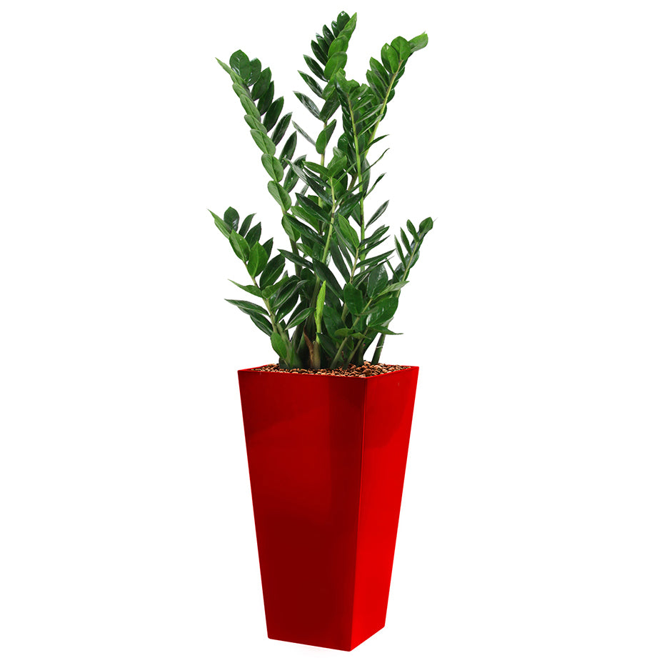 Zamia in red square Potz container