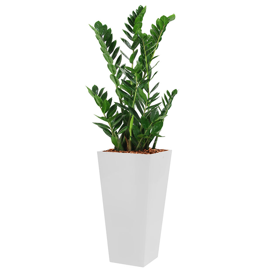 Zamia in white square Potz container